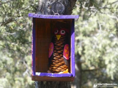 un bosque Jurásico - Sabinar y Cañón del río Caslilla; rutas de senderismo en mallorca viajes barato